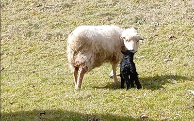 Naissance à la Côte de Velours !